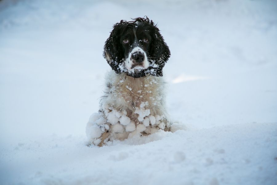 cane con pallini di ghiaccio sul pelo