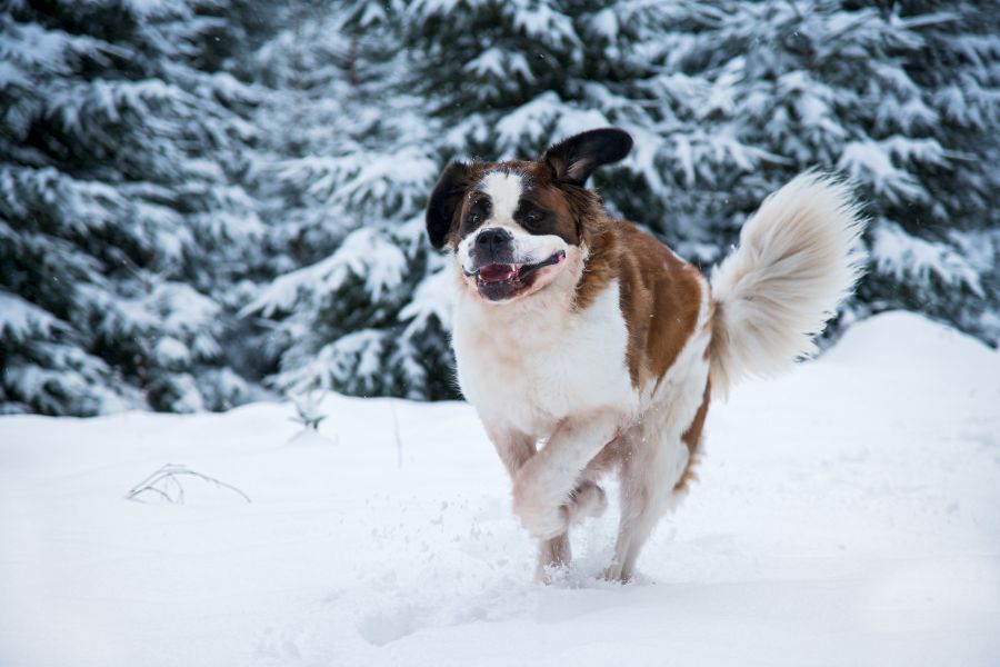 Cane in mezzo alla neve