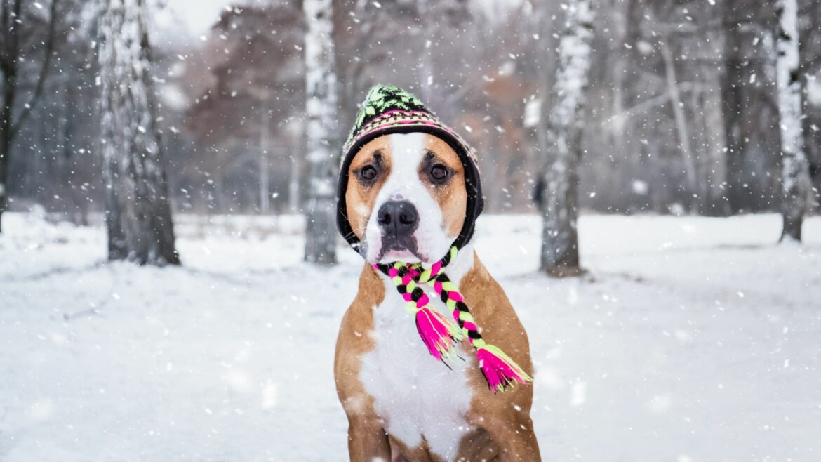 cane con berretto e sciarpa sotto la neve