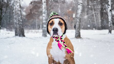 cane con berretto e sciarpa sotto la neve