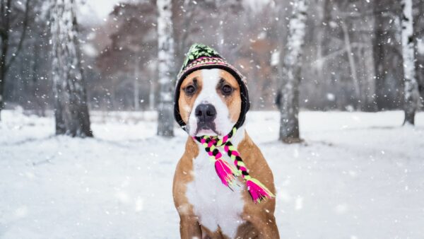 cane con berretto e sciarpa sotto la neve