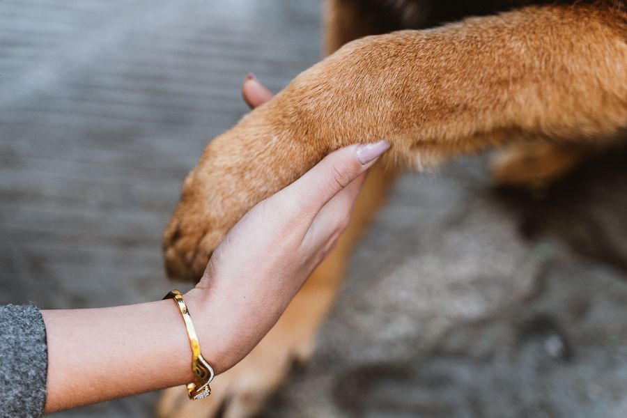 Quando un cane si fa toccare le zampe senza nervosismo significa che si fida del suo pet parent. 