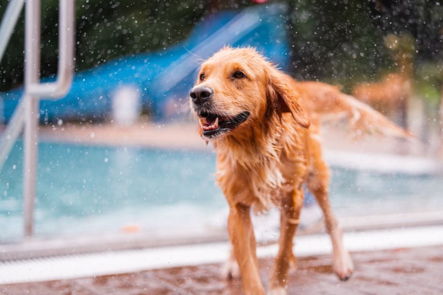 cane bagnato davanti a una piscina