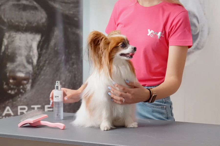 cane su tavolino con spazzola e prodotto districante per il pelo