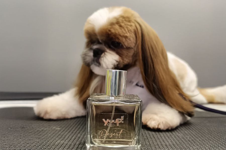 cane sullo sfondo in primo piano il profumo per cani Desert di Yuup!