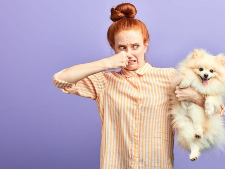 Come profumare il cane senza lavarlo