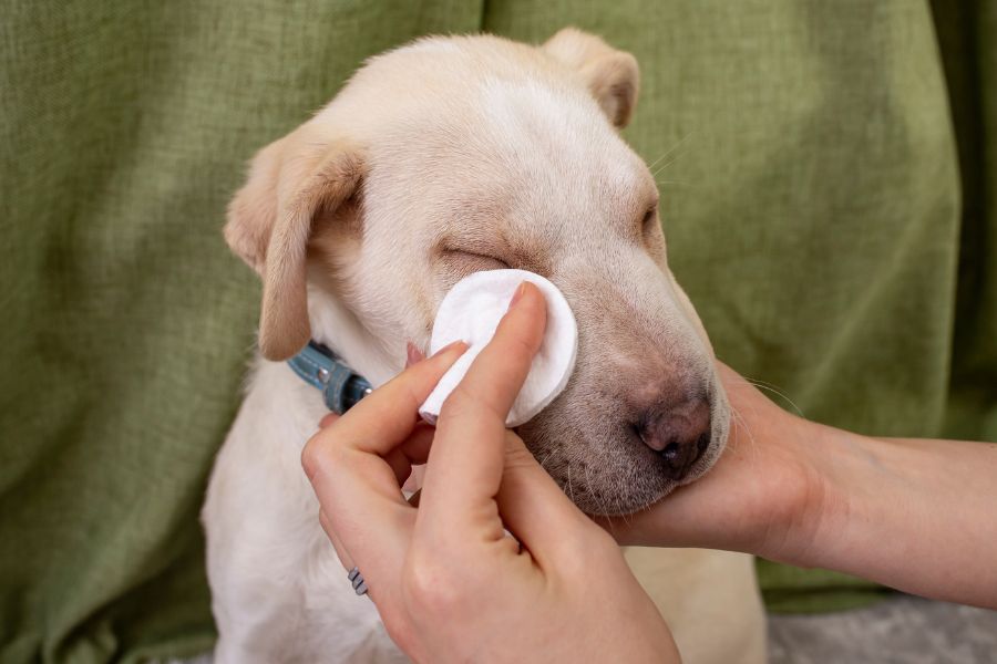 Pulire il cucciolo: come detergere gli occhi del cane
