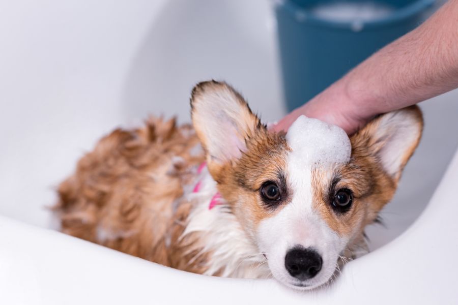 Come lavare un cucciolo di cane a casa passo dopo passo con shampoo delicato