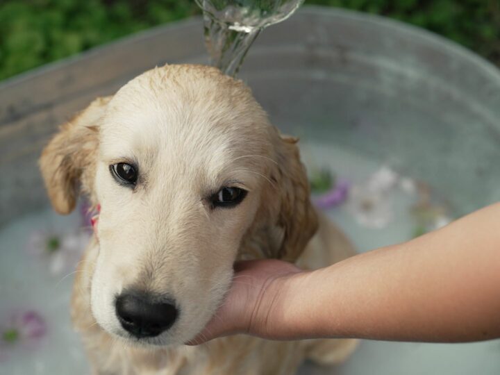Primo bagnetto al cane: come farlo nel modo giusto