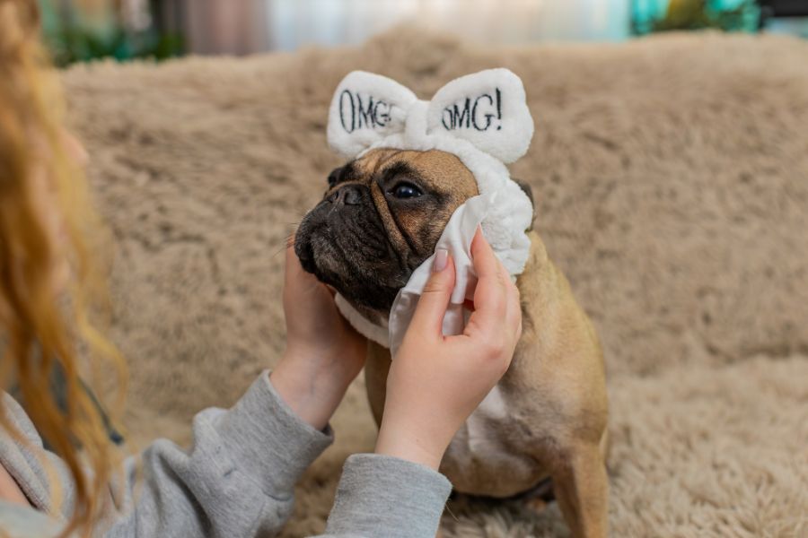 Pulire un cucciolo di cane non vaccinato: ecco come fare