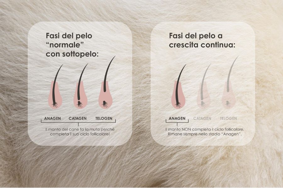 Schema del ciclo di crescita del pelo normale e pelo a crescita continua