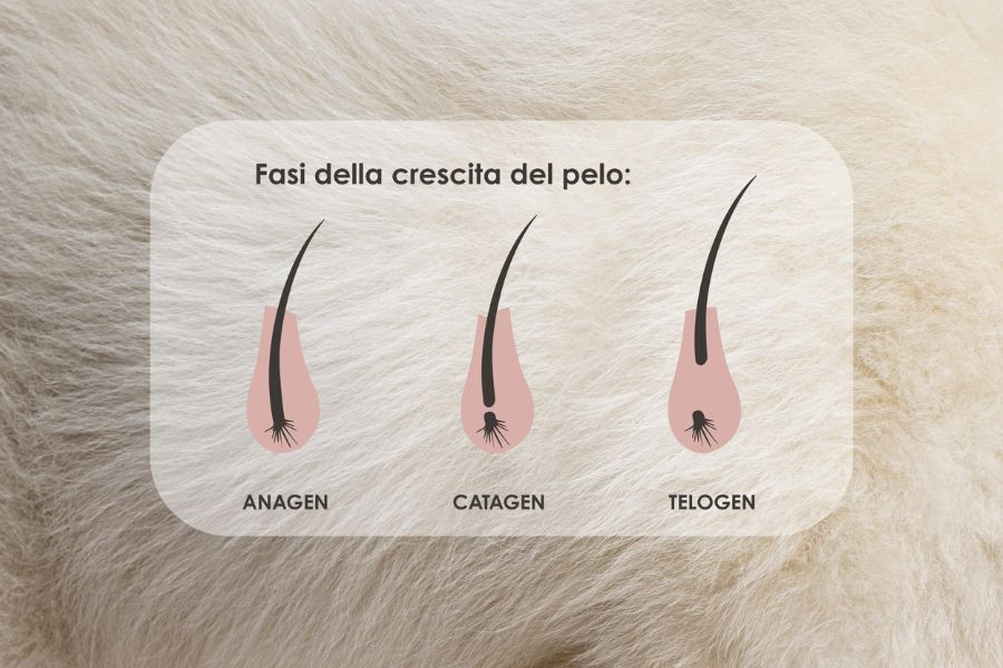 le tra fasi di crescita del pelo del cane