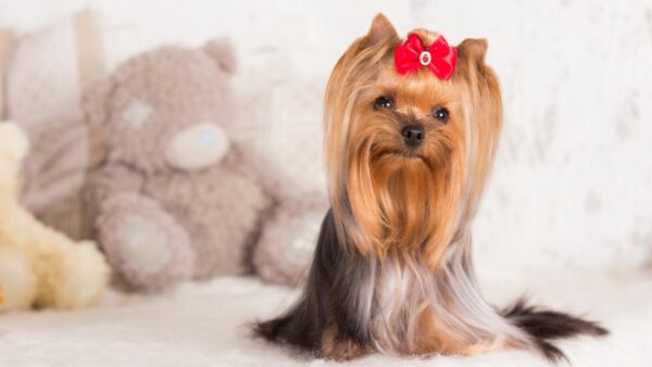 cane con pelo pettinato e fiocchetto in testa