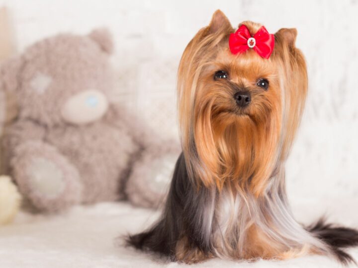 Pelo del cane: guida completa sulla crescita e sulla cura del manto