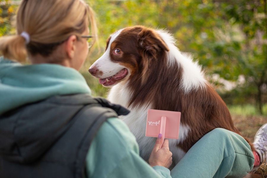 Spazzolatura del pelo del cane per stimolare crescita sana
