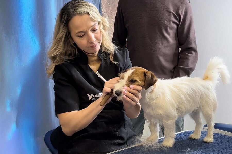 esecuzione dello stripping del cane