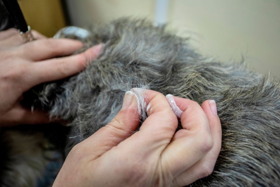 stripping cane eseguito con delicatezza