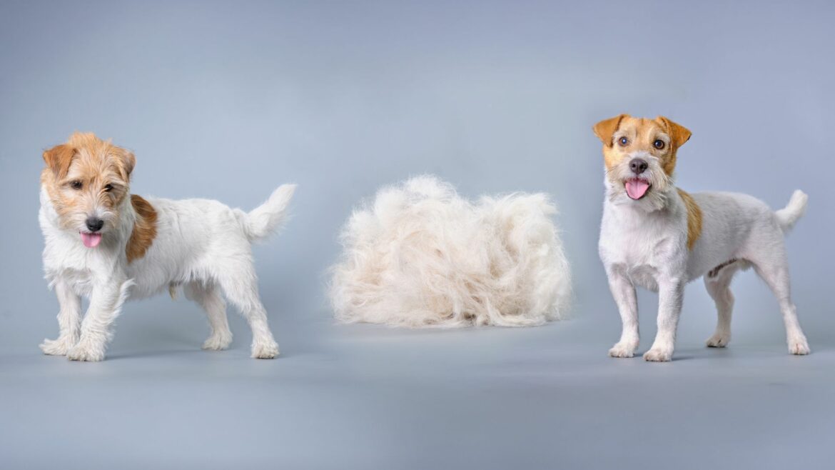 cane prima e dopo lo stripping