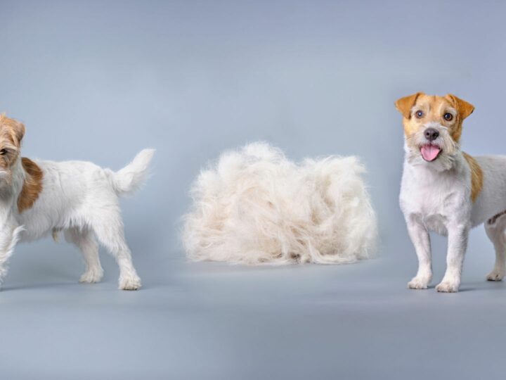 Stripping per il cane: cos’è, come funziona e quando farlo