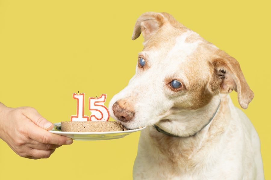 cane anziano mangia un biscotto con candelina con numero 15