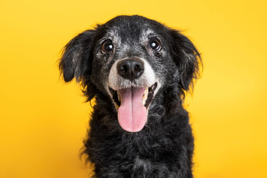 come stimare l'età di un cane randagio o adottato osservando pelo denti e occhi