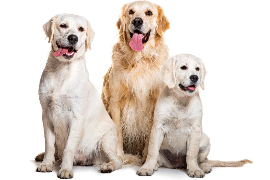 cane cucciolo, cane adulto e cane senior
