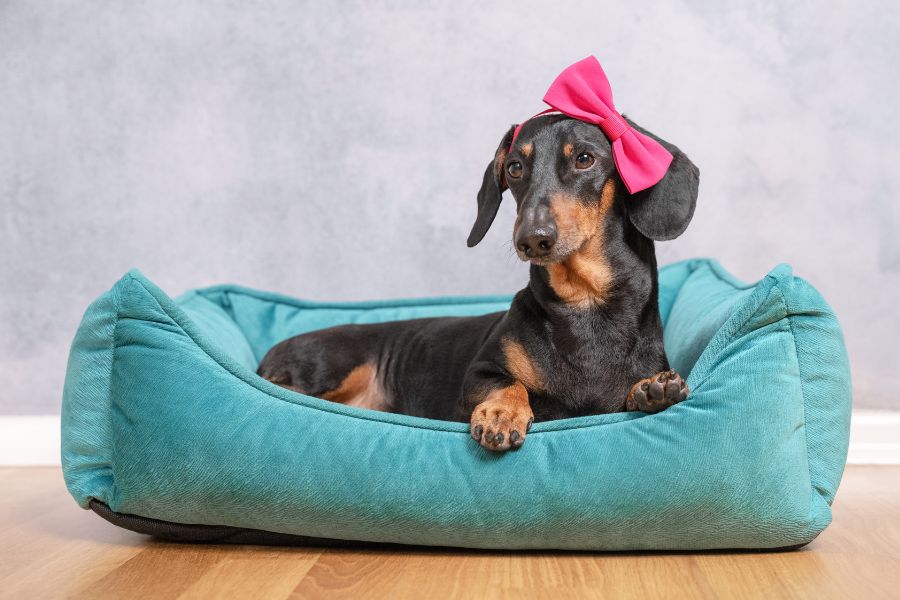 cane femmina nella cuccia