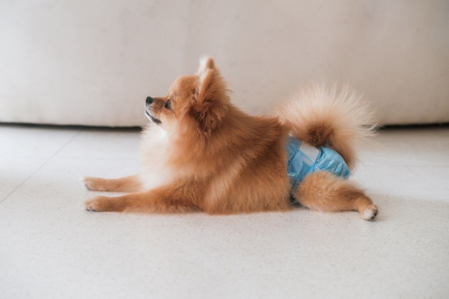 cane in calore con mutandine igieniche