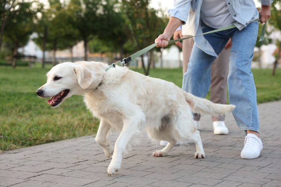 cane in calore tira il guinzaglio
