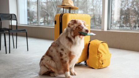 Perro con pasaporte y maletas