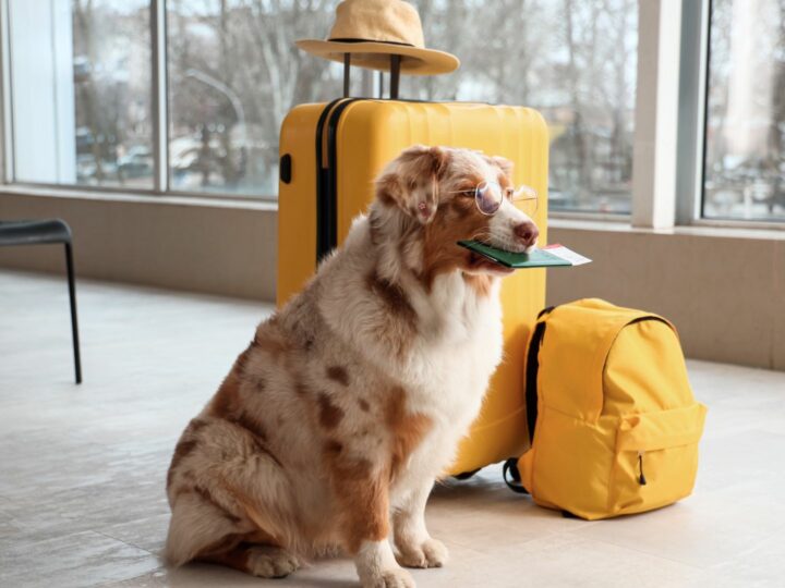 Come ottenere il passaporto per il cane: la guida completa