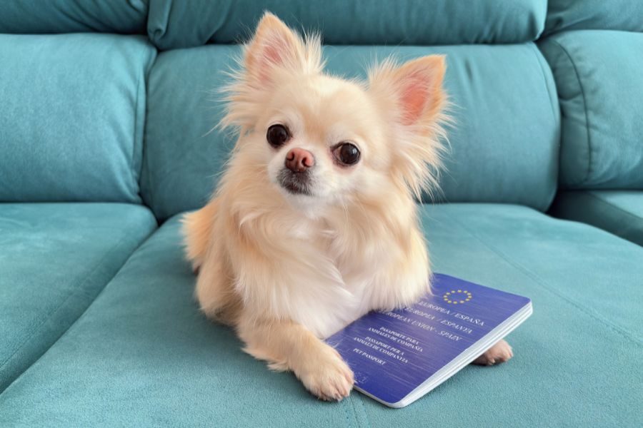 Cane con passaporto europeo per cani