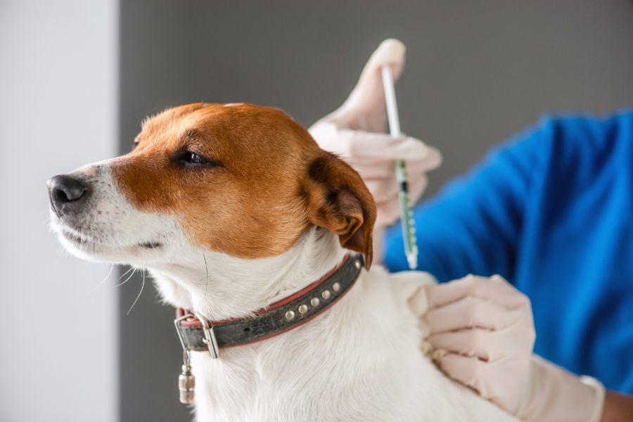 cane riceve un vaccino