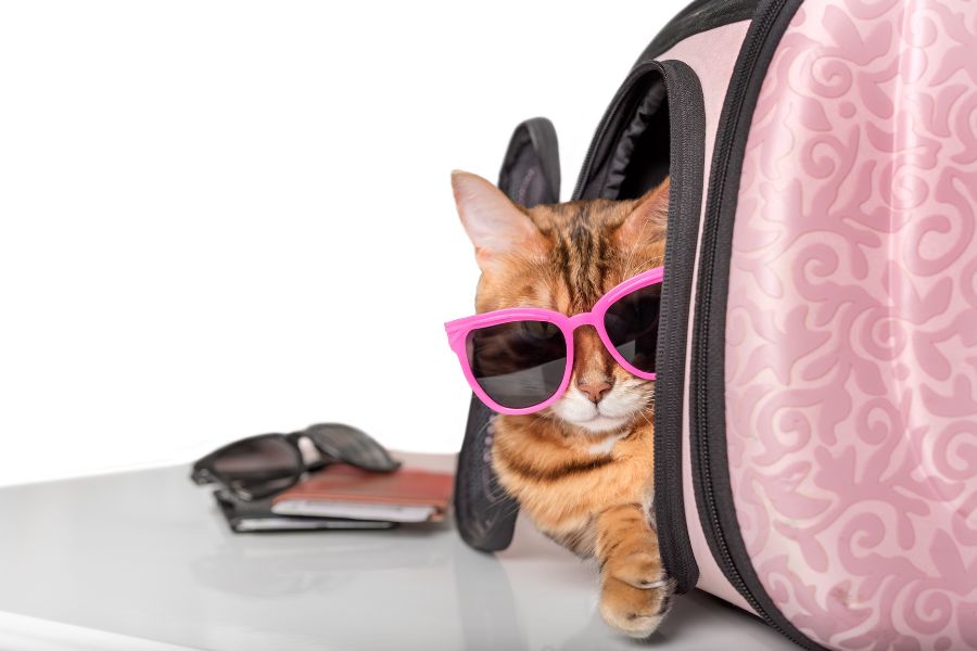 gatto con passaporto