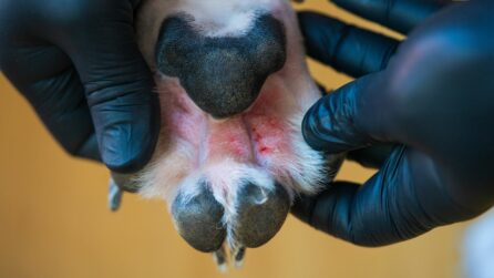 Pata de perro con dermatitis