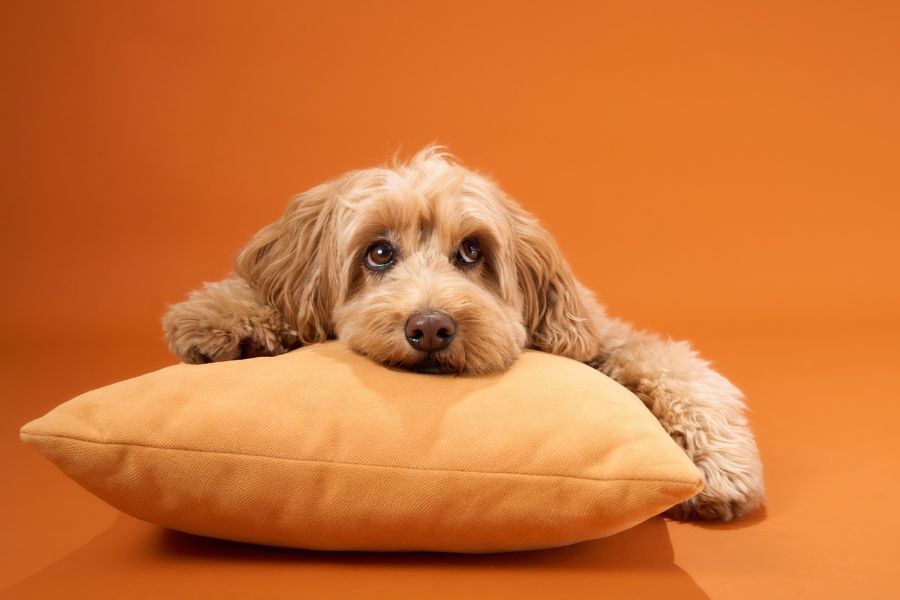 cane su un cuscino