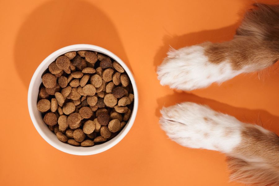 cane con ciotola di crocchette