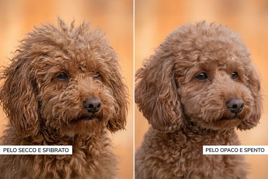  confronto tra pelo secco e pelo opaco nel cane
