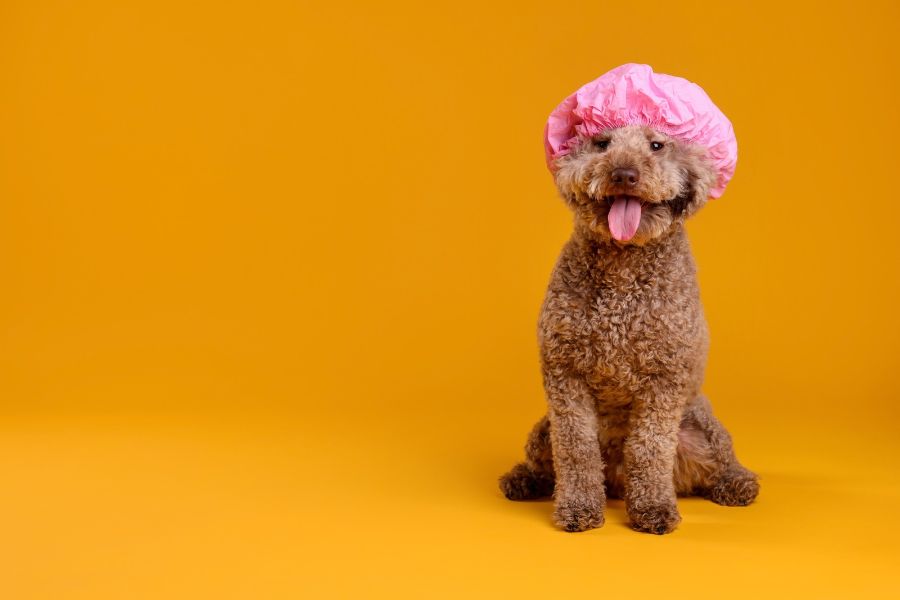  rimedi pratici per il pelo secco del cane